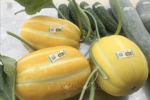 Truy xuất nguồn gốc: Nút thắt từ dữ liệu phân tán