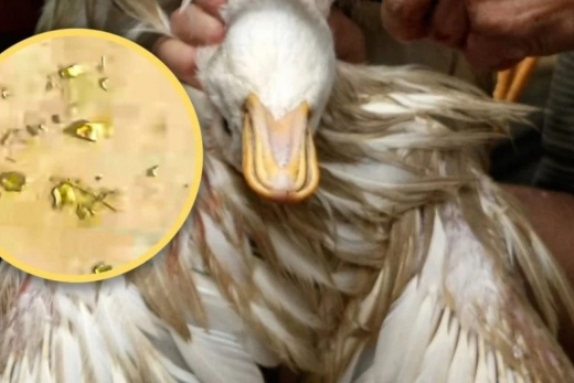 Người đàn ông bất ngờ phát hiện vàng thật trong dạ dày vịt